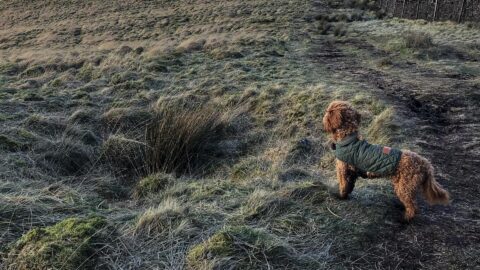 Dog-at-Lyme-Park