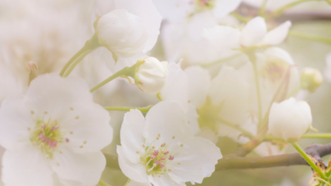 Springtime Blossom 2023